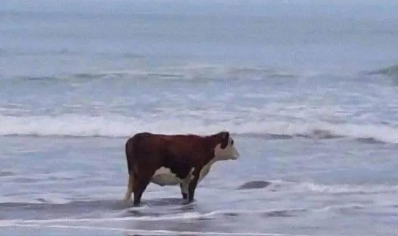 I don't know what this cow is going through but I can relate.