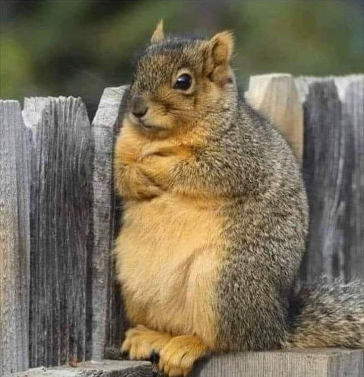 I really wanna know what this squirrel is annoyed at
