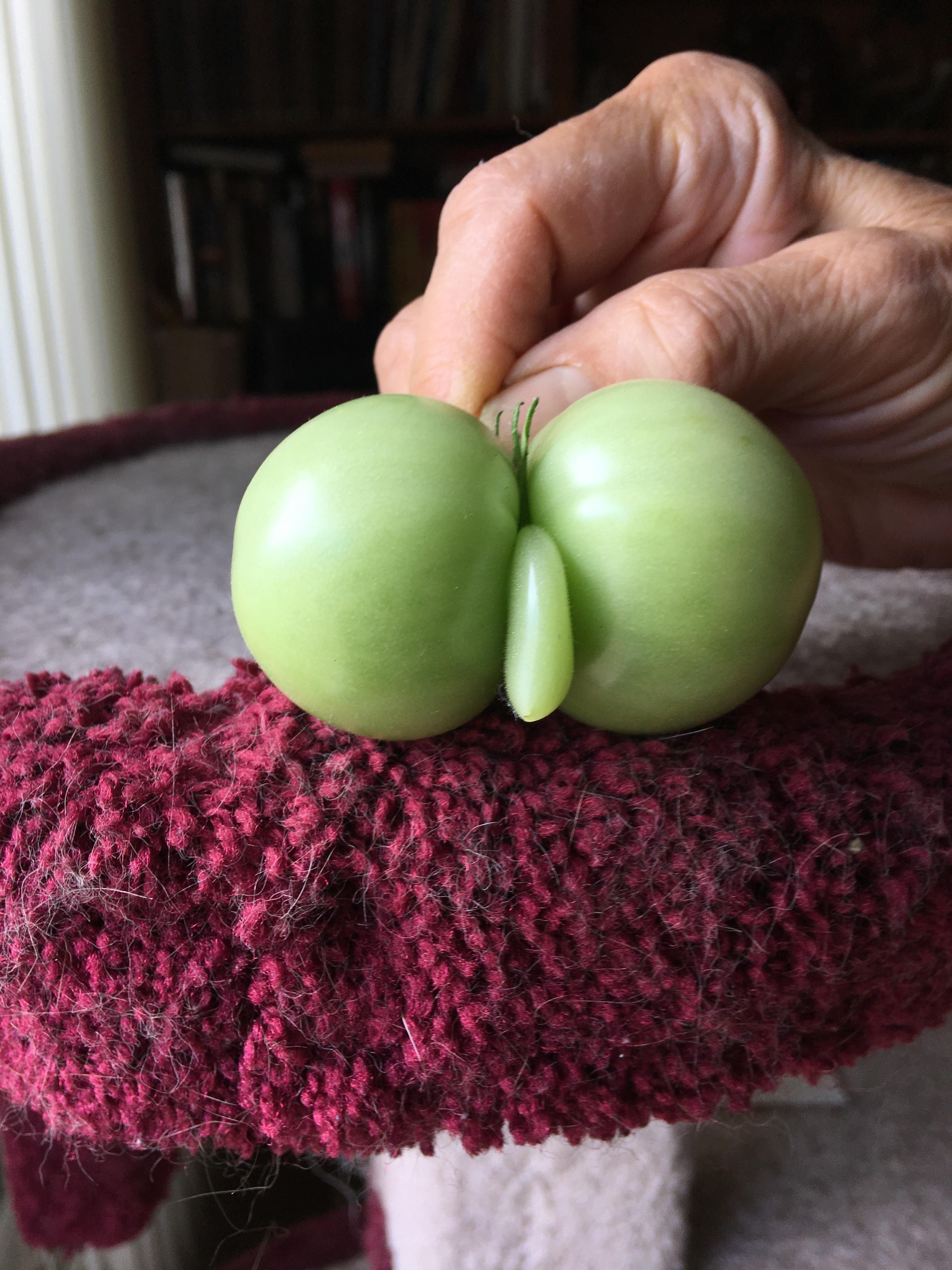 My mom found a naughty tomato in her harvest and asked me not to put it on social media... so here’s the naughty tomato...