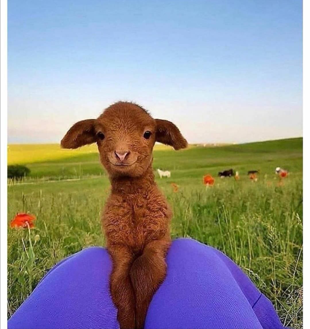 Sometimes you have to take a pause and enjoy a photogenic goat