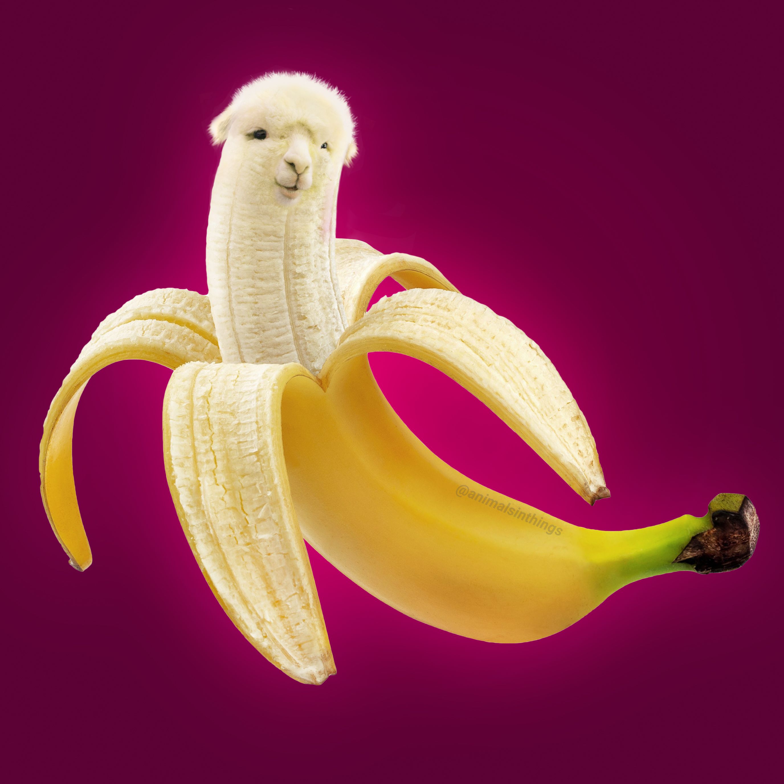 I photoshop animals into various things. Here's a llama and a banana.