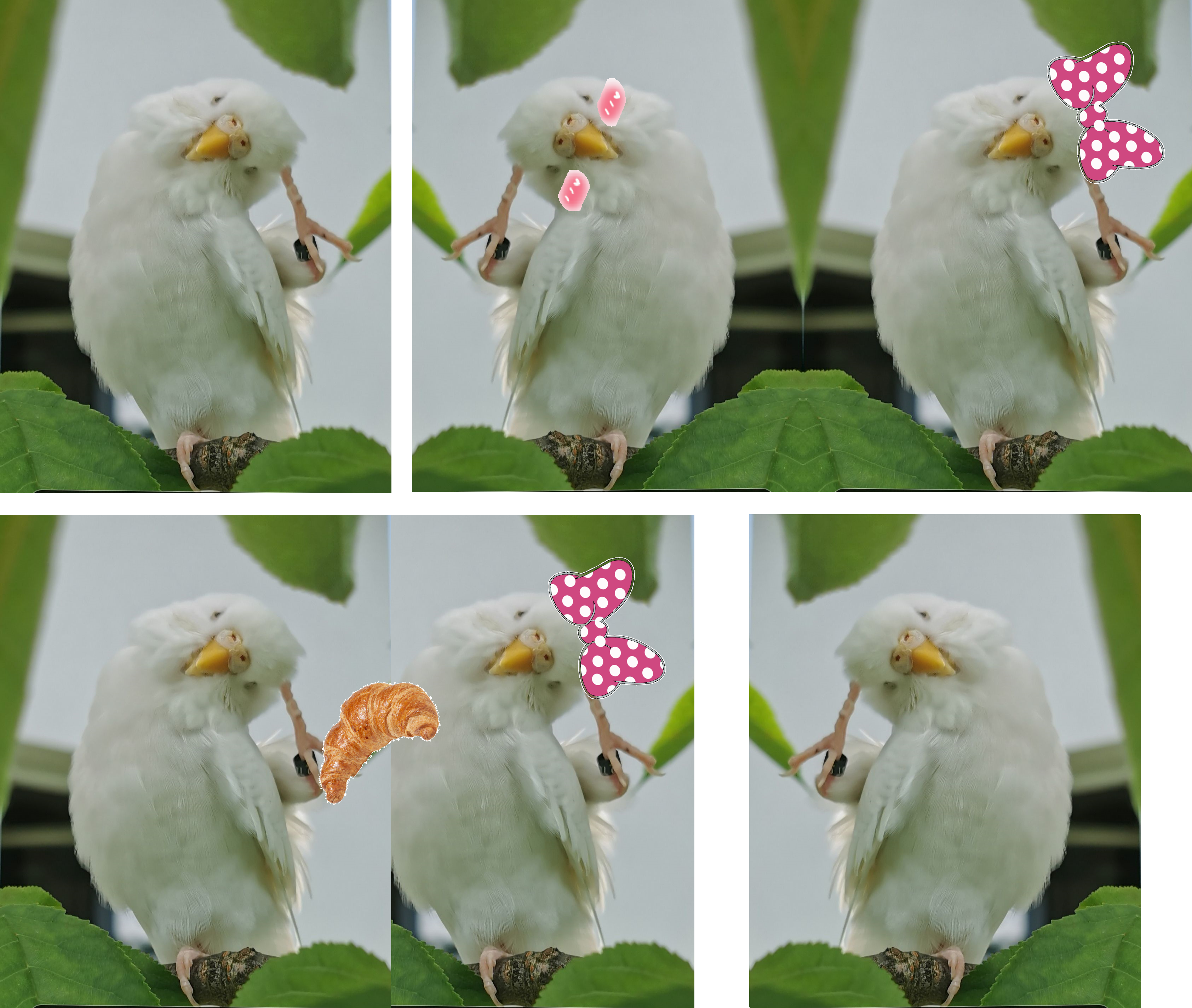 #slobirb