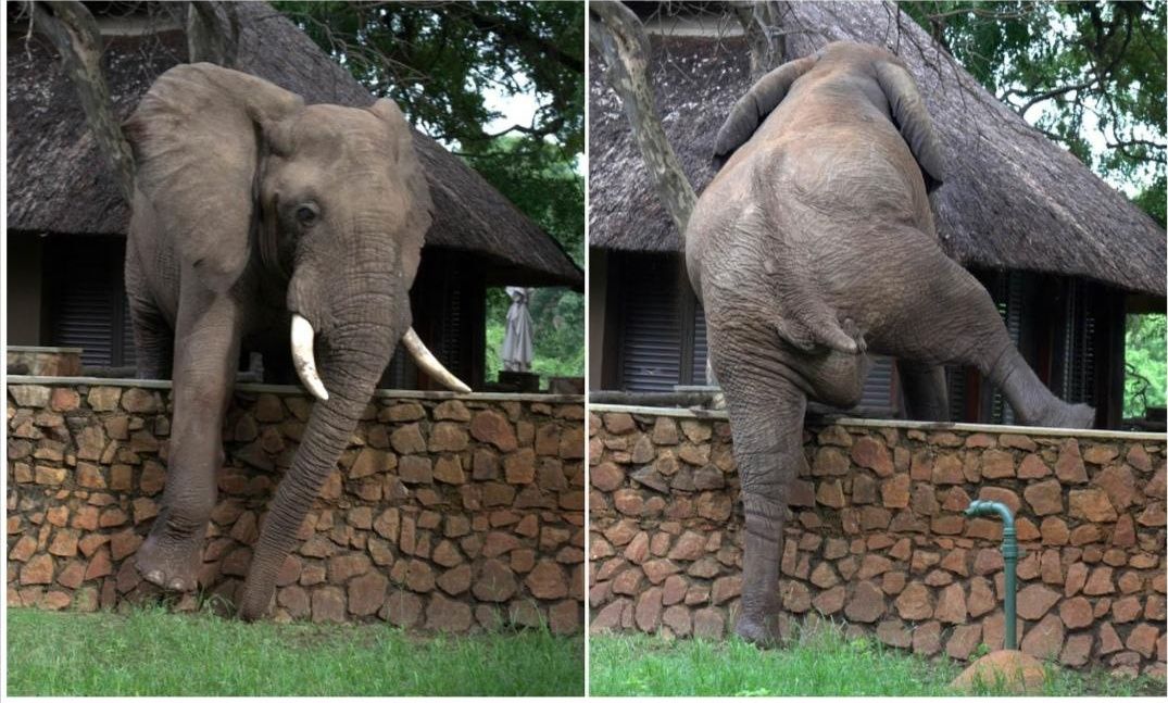 A jumbo elephant carefully climbing a wall to steal mangoes from a safari lodge's tree.
