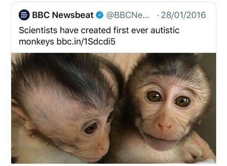 Modernity is encroaching on monke