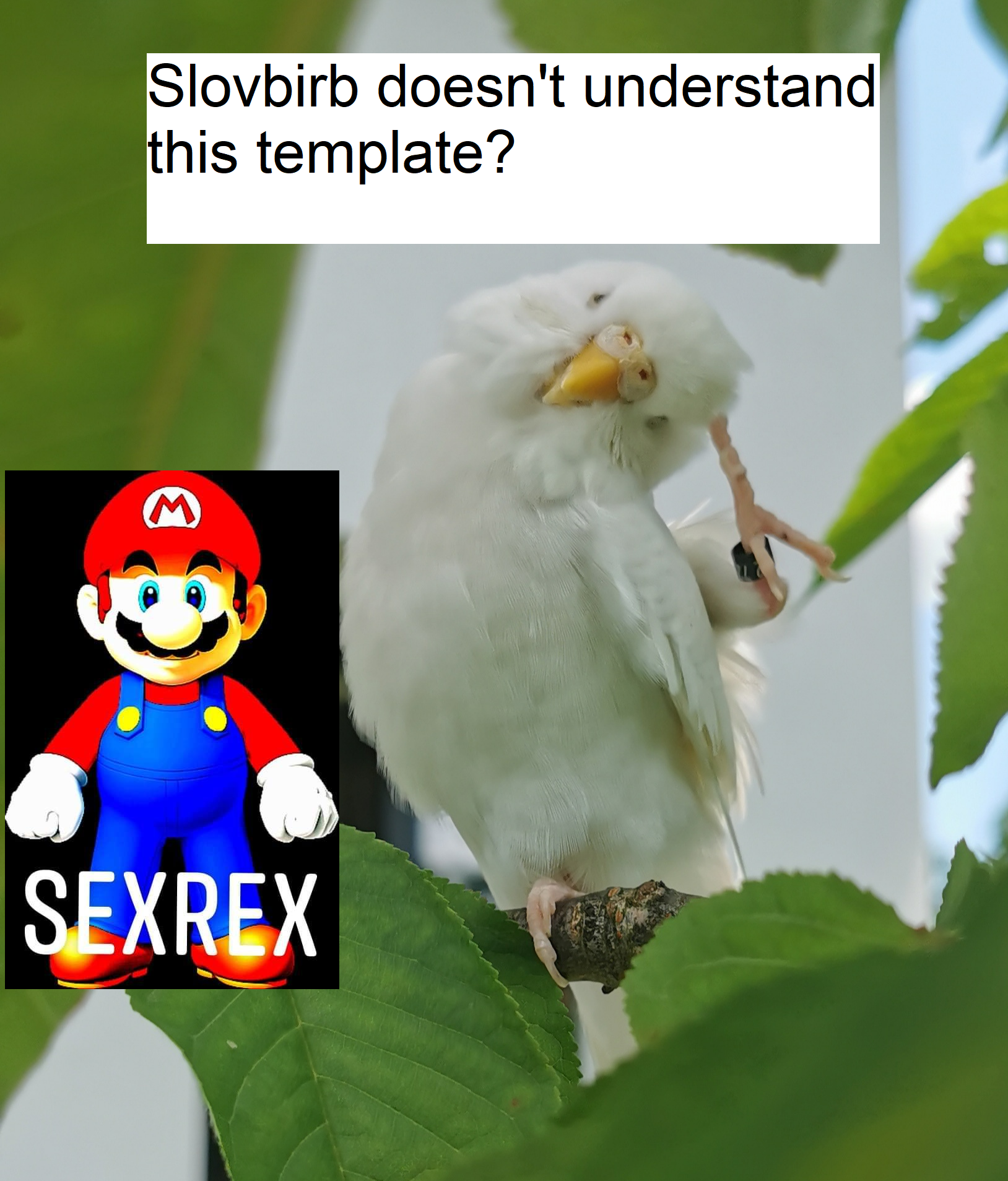 #penis #sexrex I don't get it #slovbirb