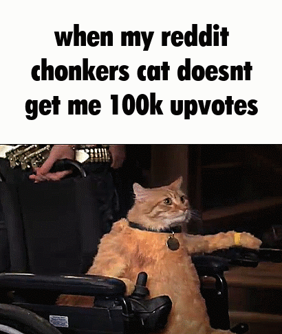 They hate their cats :(