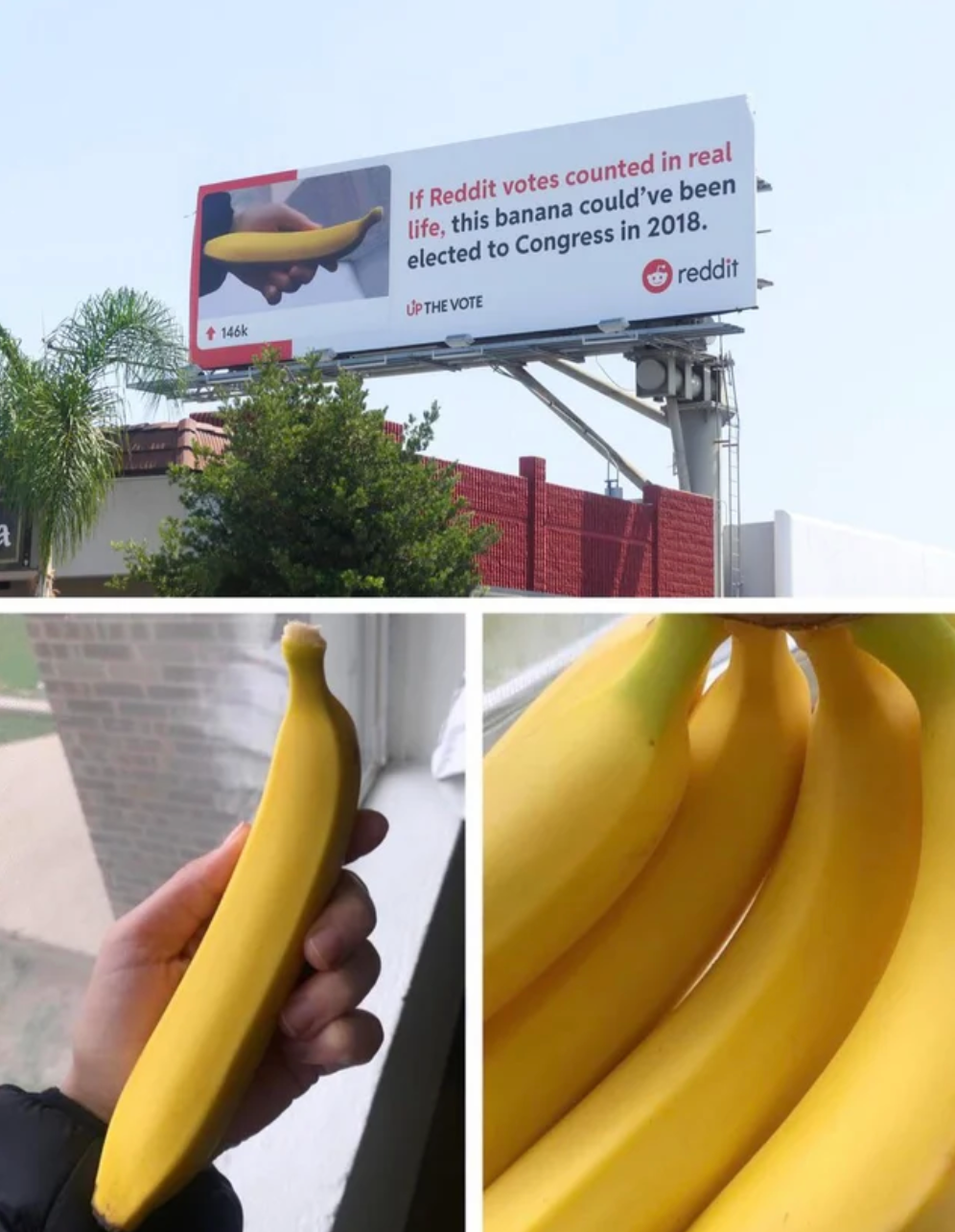 Settle for Banana 2020