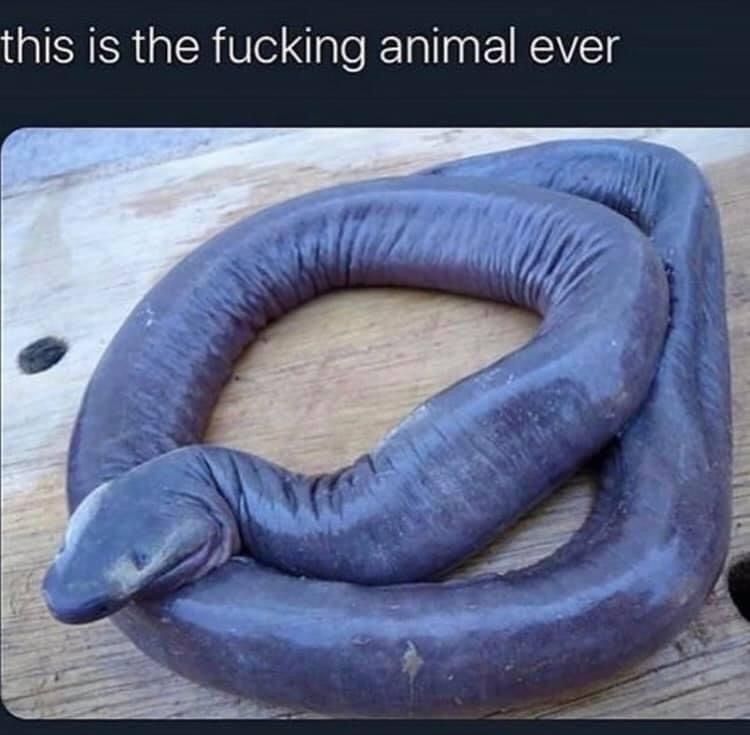 THE