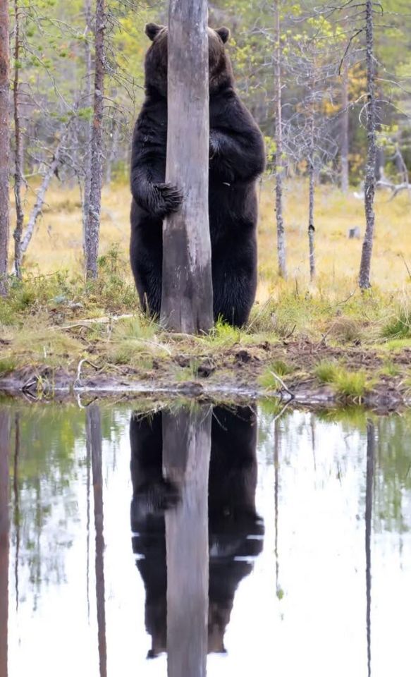 The North American Brown Bear is know for it's remarkable ability to camoflouge itself when detected