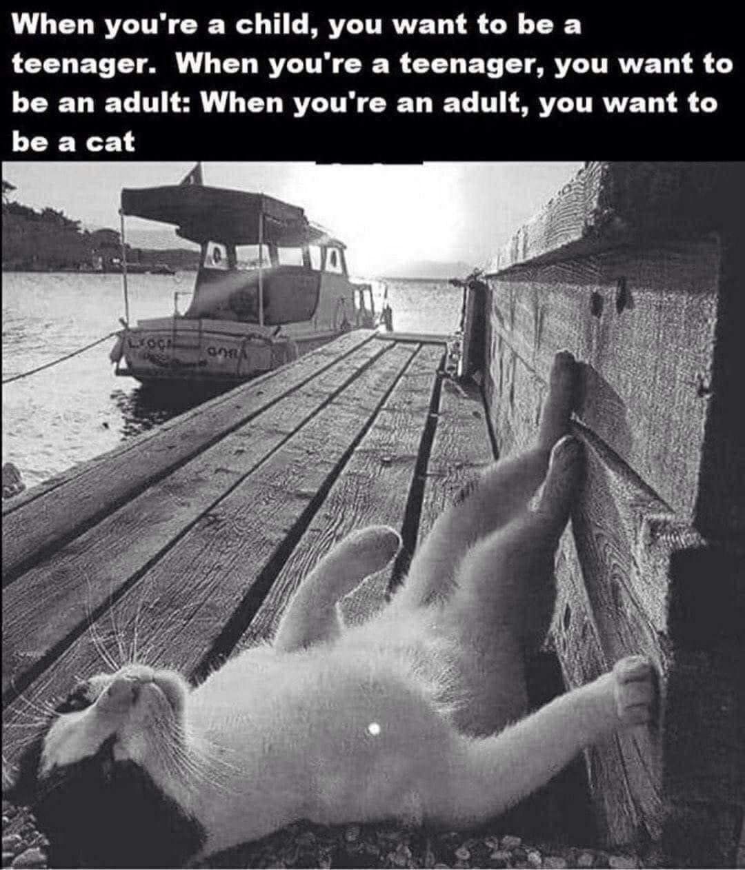 i wish i was a catbreh