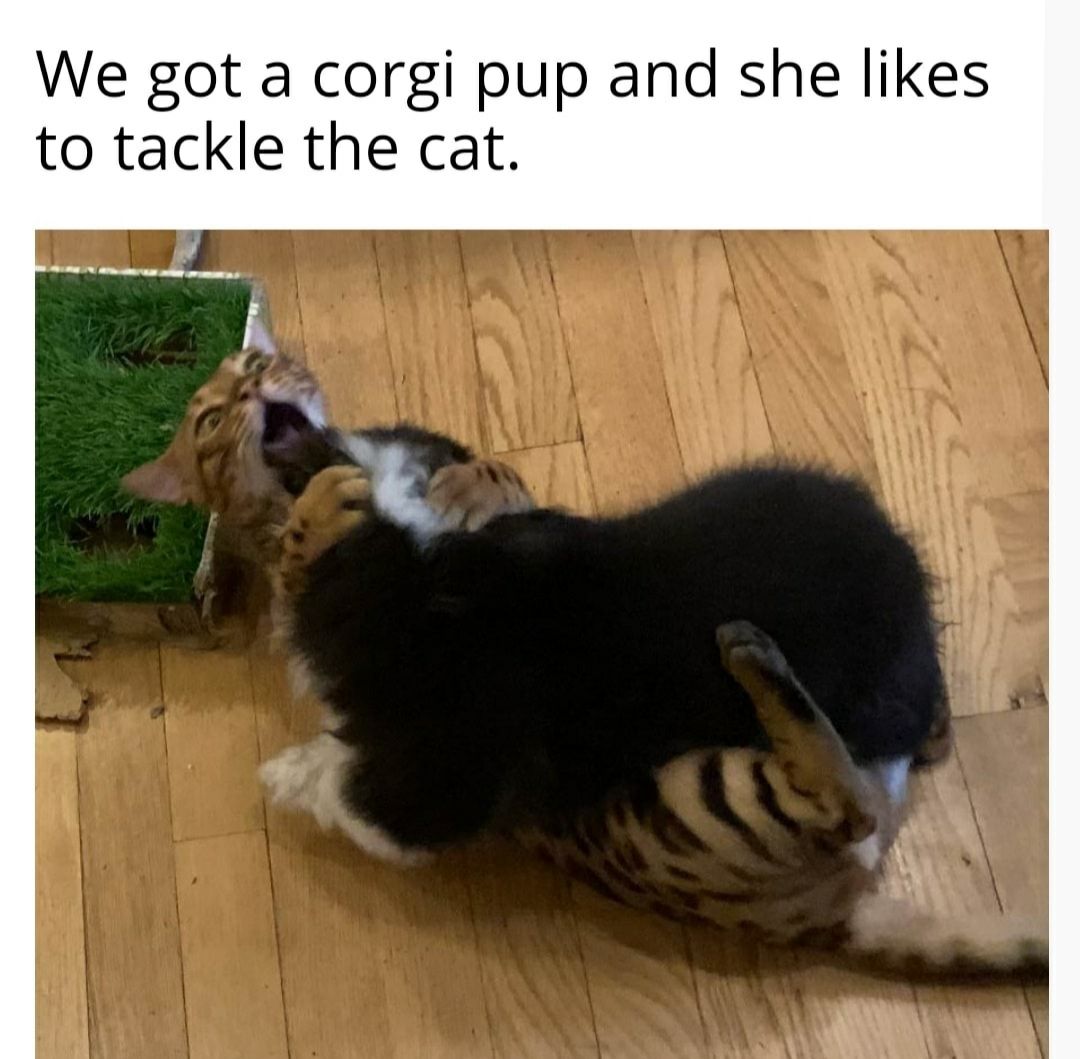 Tickle tickle