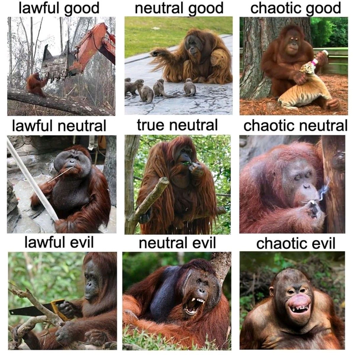 These are the ways of the Monke
