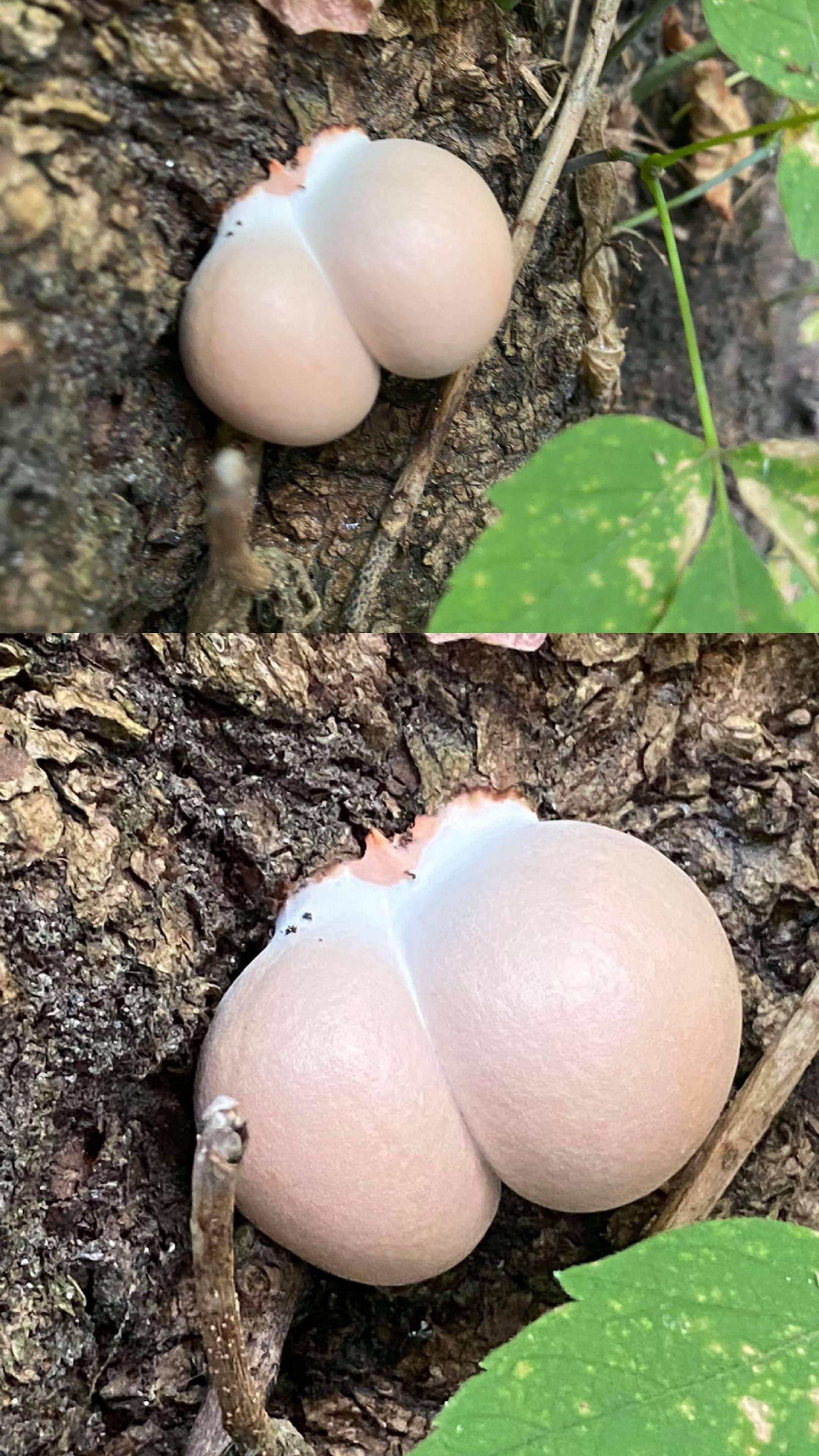 This mushroom has the biggest booty I ever did see