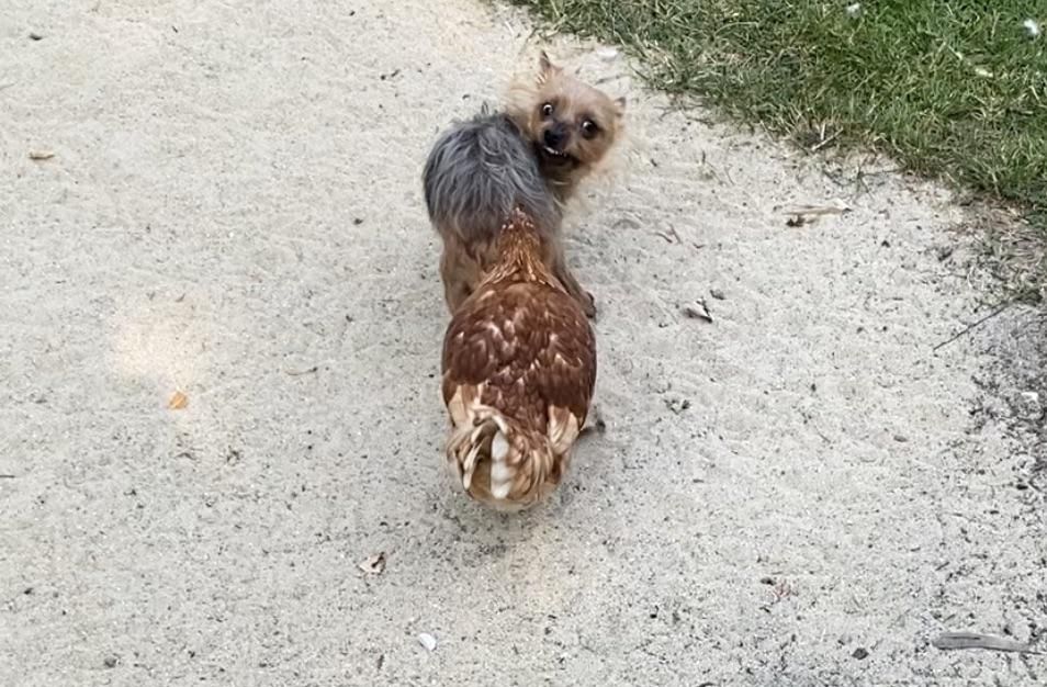 Two of my chickens like to sneak up on my dog and poke her in the butt.