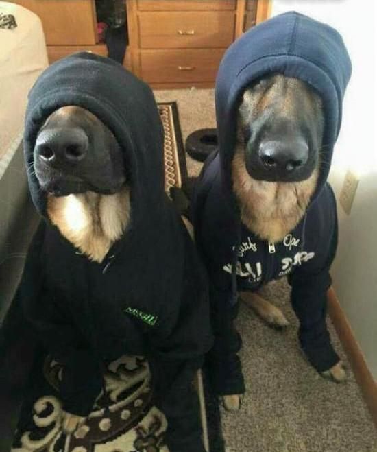 Police dogs undercover