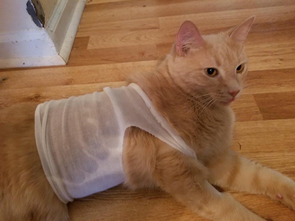 My cat had a cyst removed and came home in a wife beater