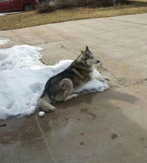 Neighbours: "It's too cold for your dog to be outside" Dog: