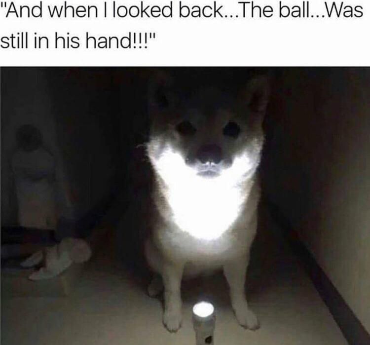 He was chasing but there was.no.ball!