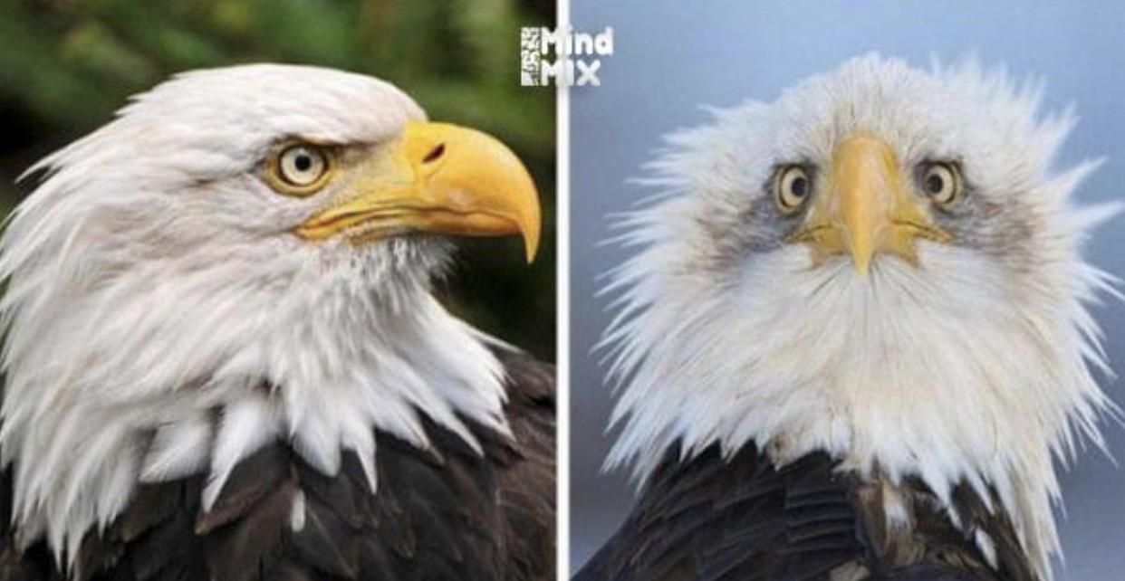 That’s why they take only side photos of Eagles