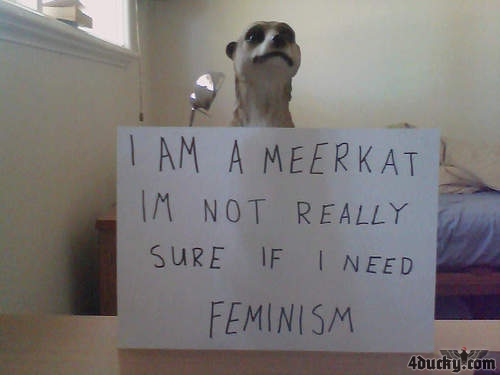 Wise meerkat