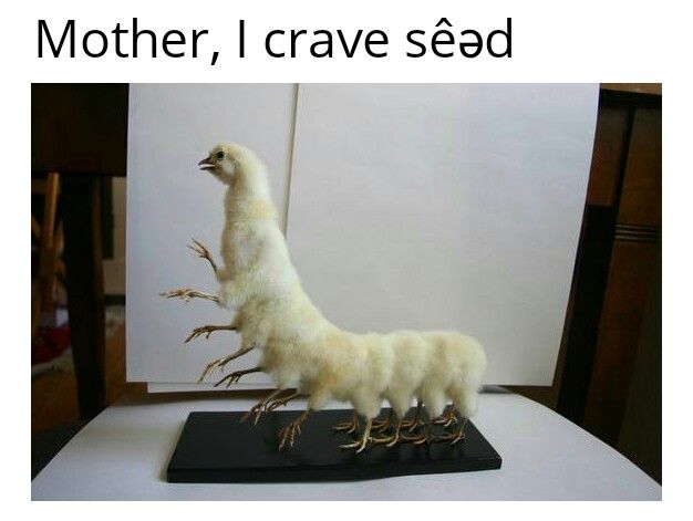 chirp
