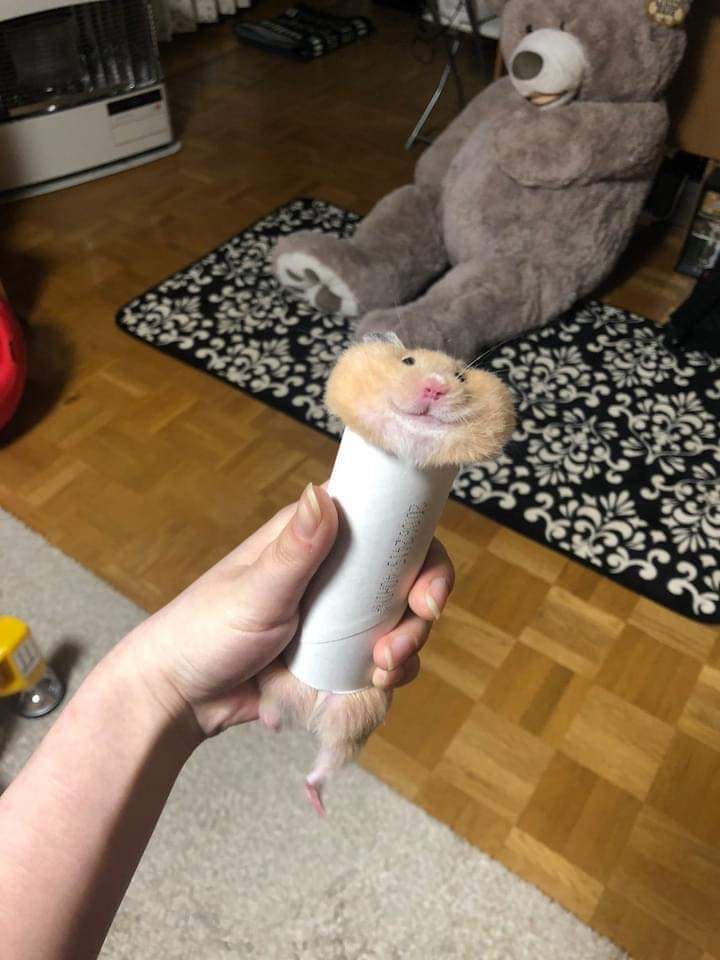 Hamster stuck inside a paper roll