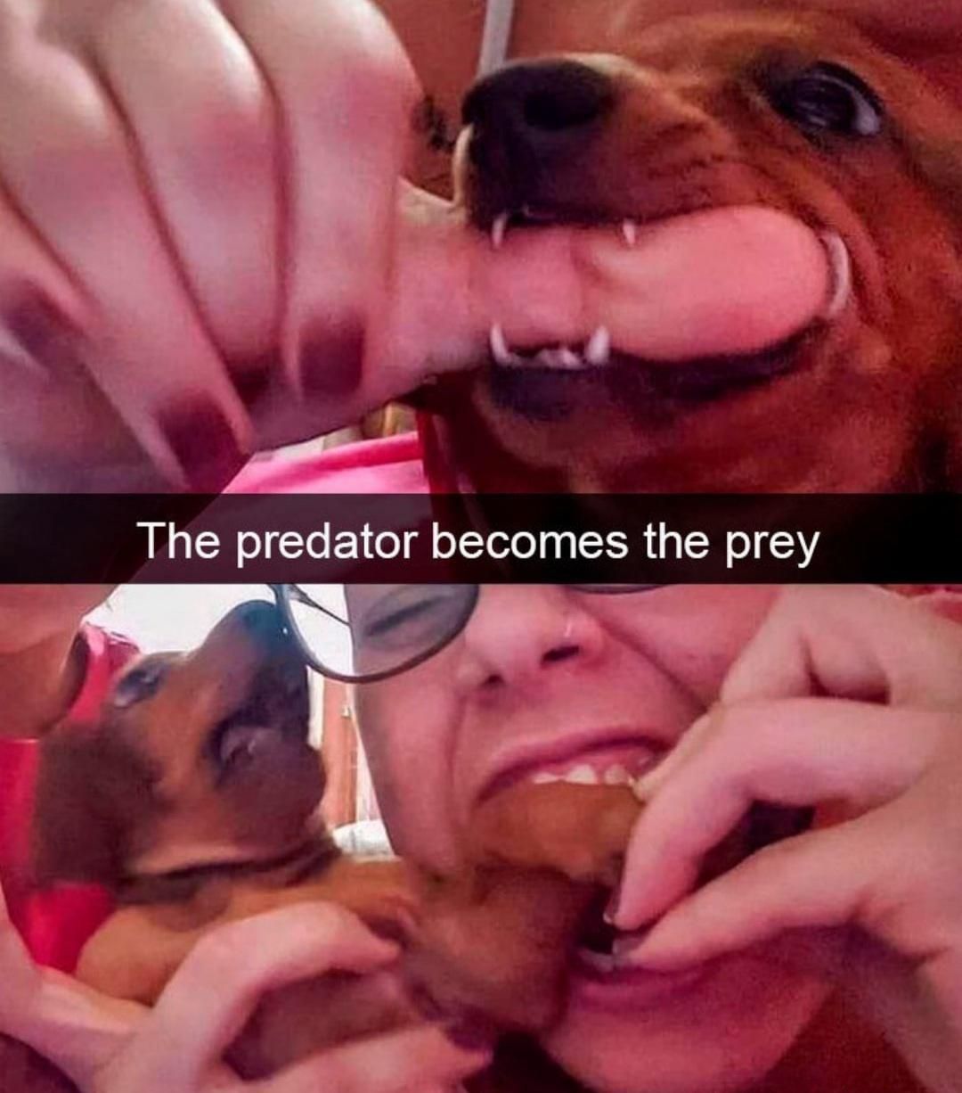 the predator becomes the prey