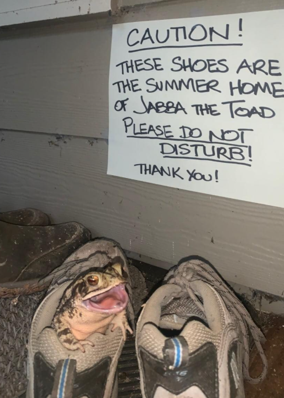 Please leave Jabba The Toad alone