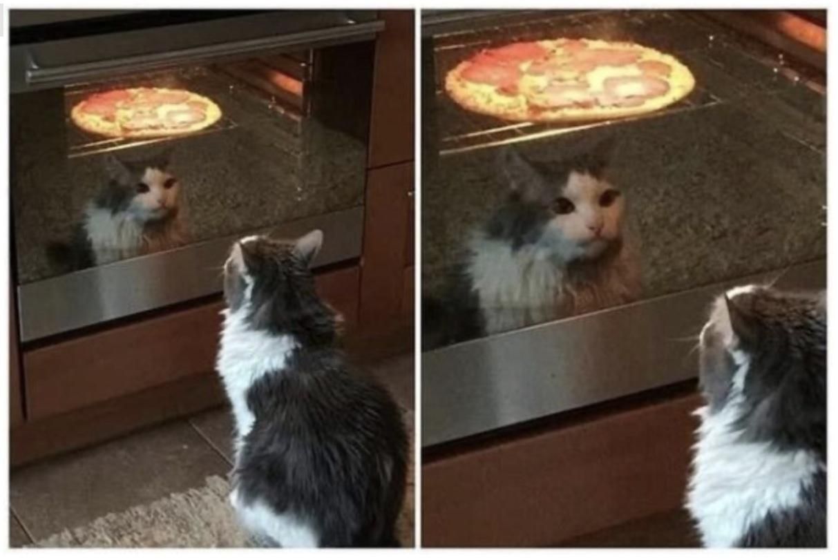 Find someone that looks at you the way this kitty looks at this pizza