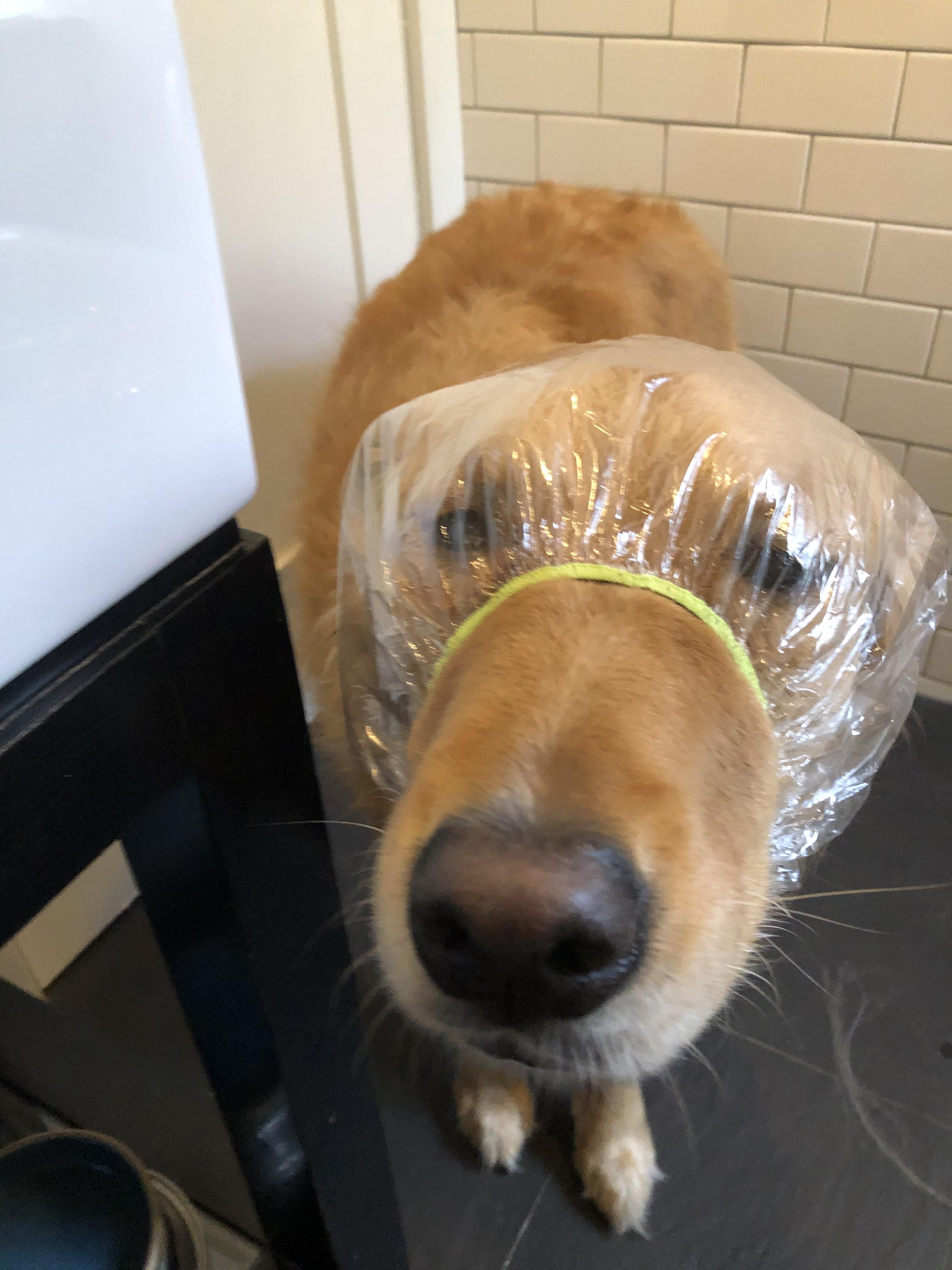 I bought a shower cap for my dog, Riker. He still hasn’t forgiven me.