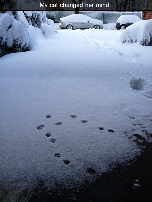 Snow+Cat =
