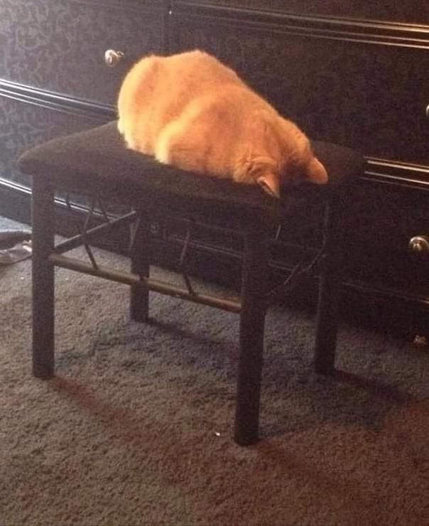 Cat giving up on being a cat.