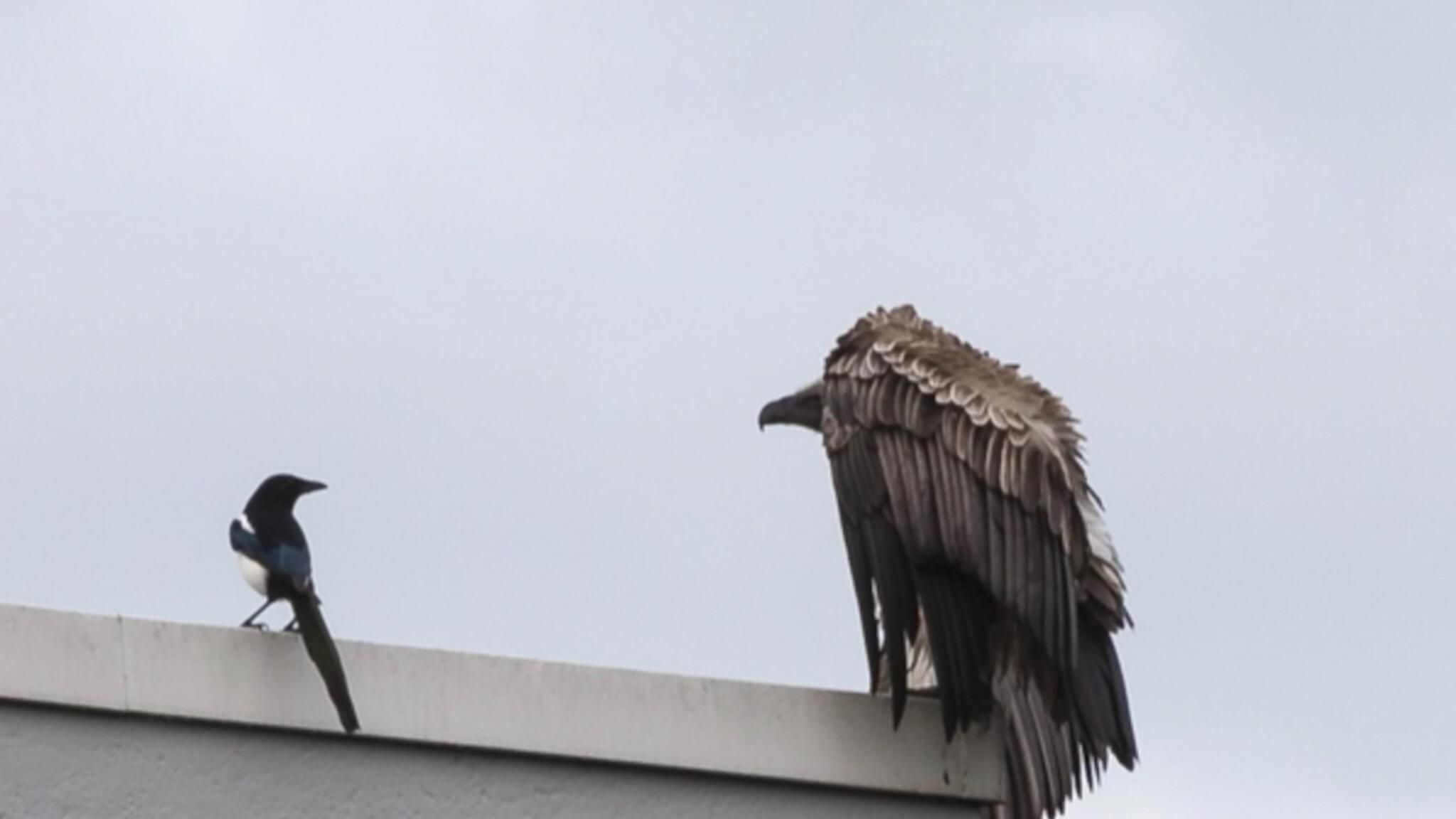 A vulture escaped from a zoo in the Netherlands and it was harassing some magpies in Rotterdam