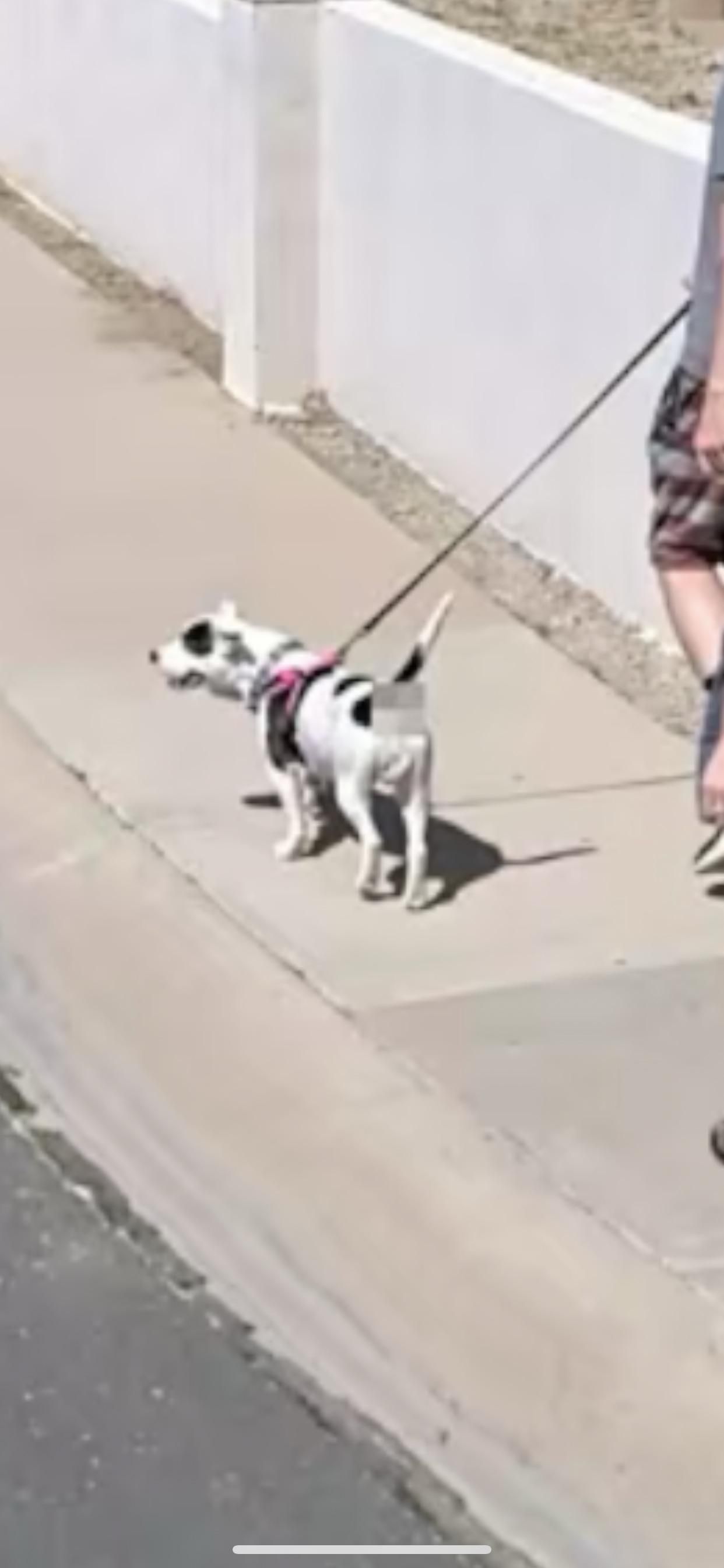 Made it onto Apple Map’s new street view feature. They were kind enough to blur out my dog’s butthole.