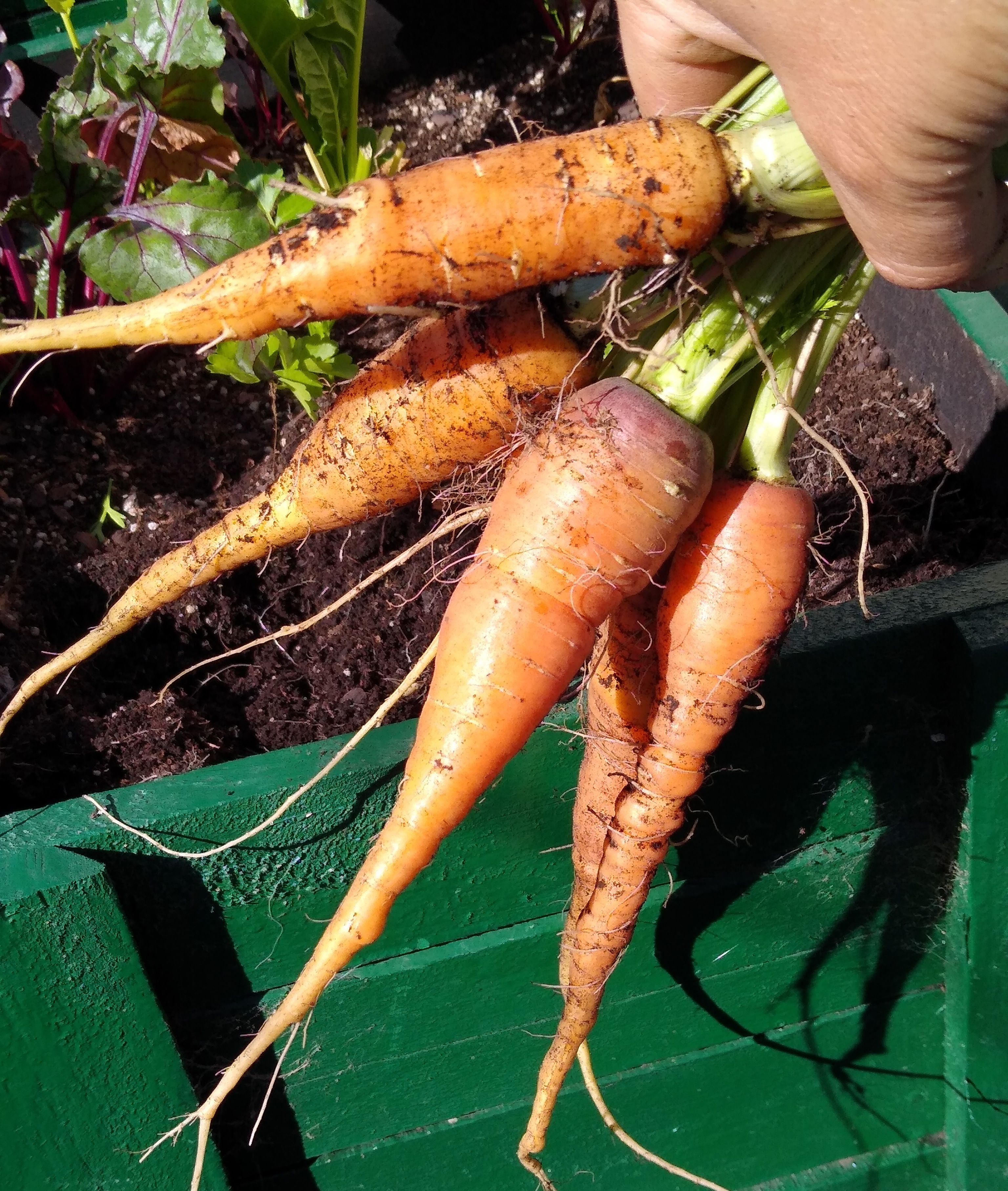 Carrotposting . if this post gets to front i m leaving hugelol