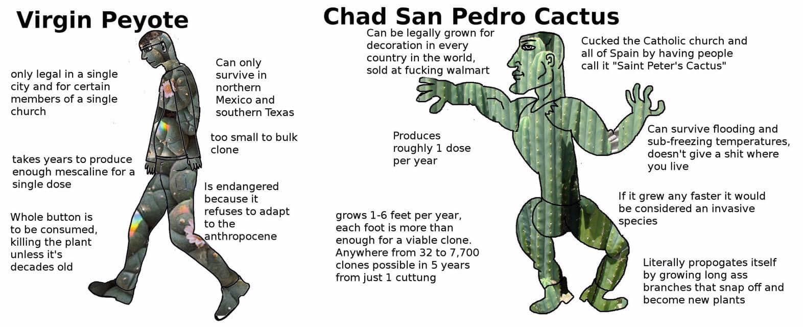 none of my brehs contribute to the brehxstincion of peyote that shit NOT rad breh