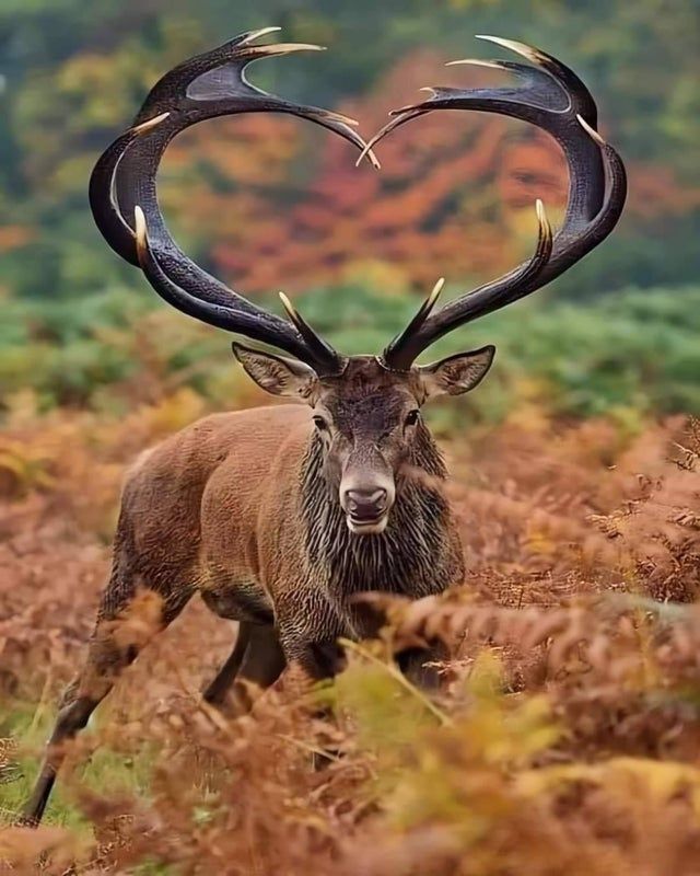 Romantic Elk