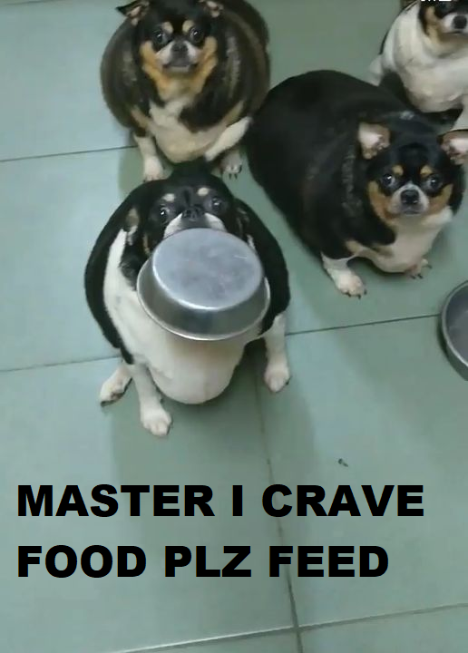 My dog 0.00000005s after eating