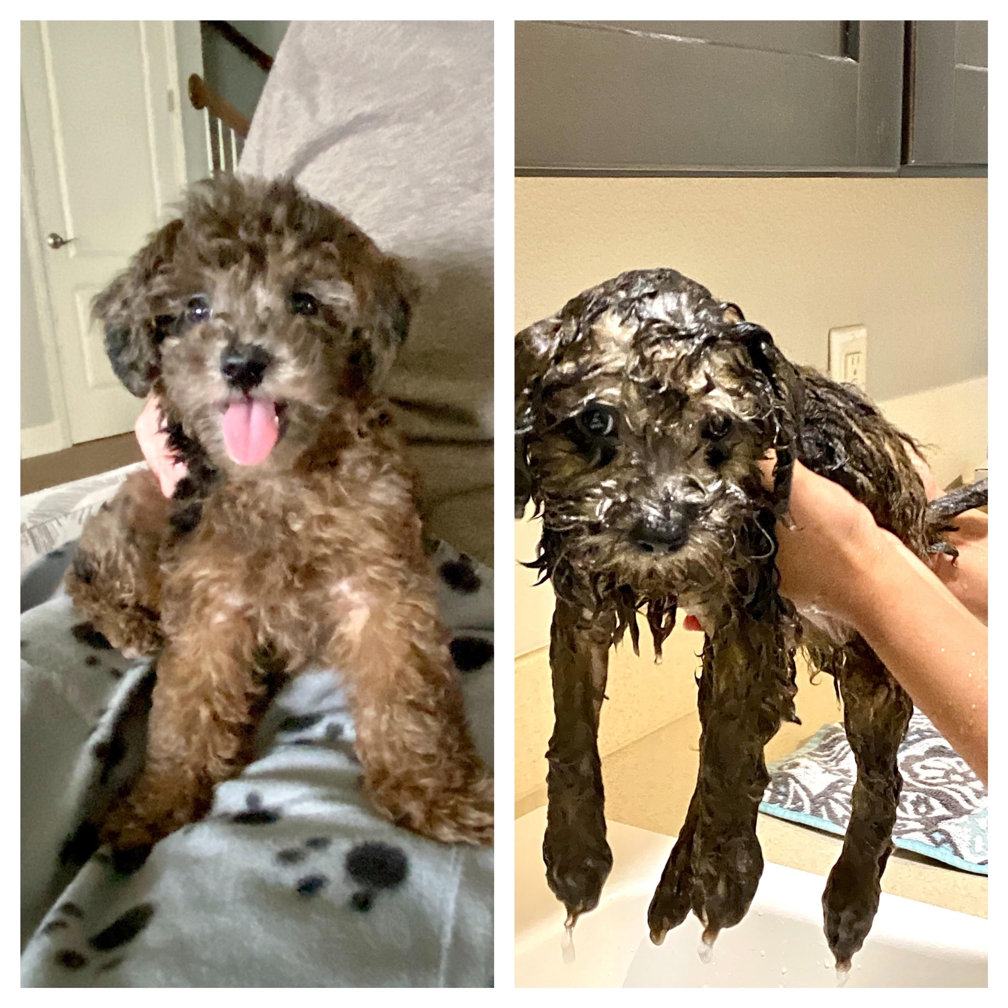 Gave my puppy his first bath today. He was not pleased.