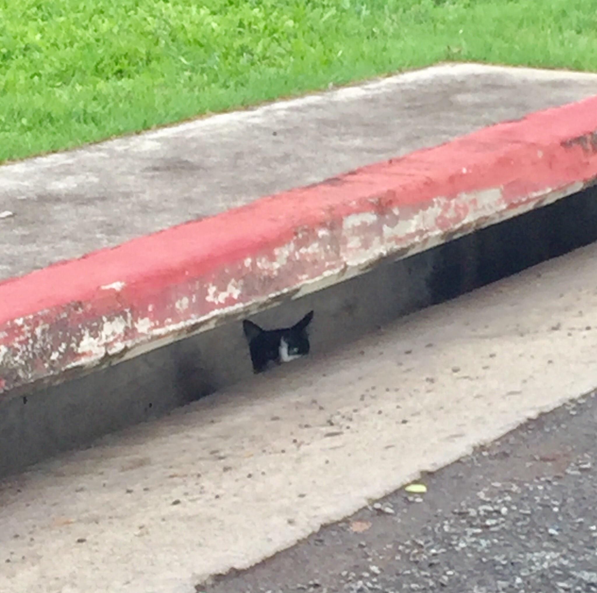 Pennywise, come grab yo cat, he’s scaring off the kids.