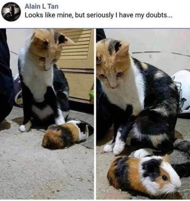 Doubtful Kitty