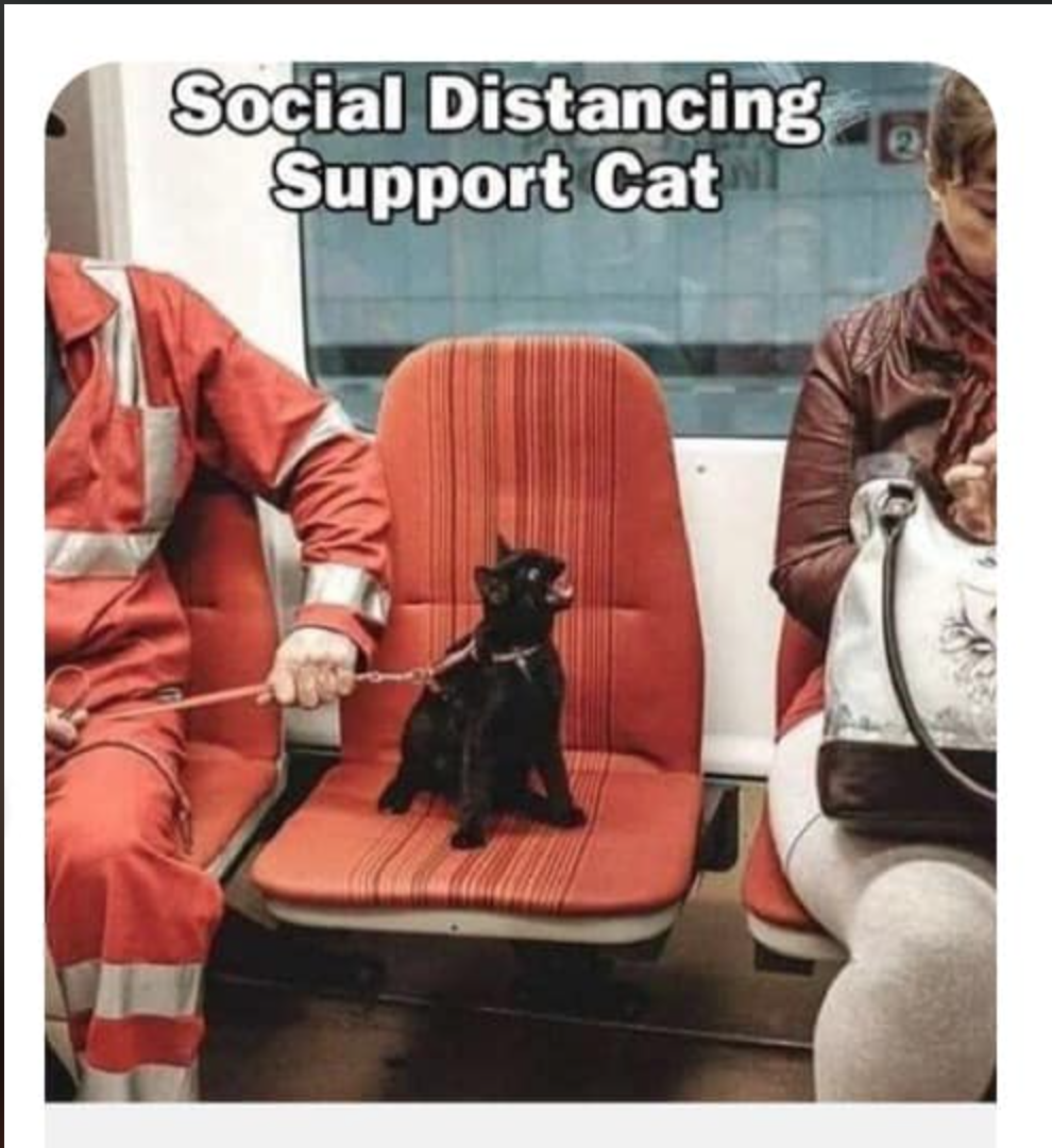 Social Distance Support Cat