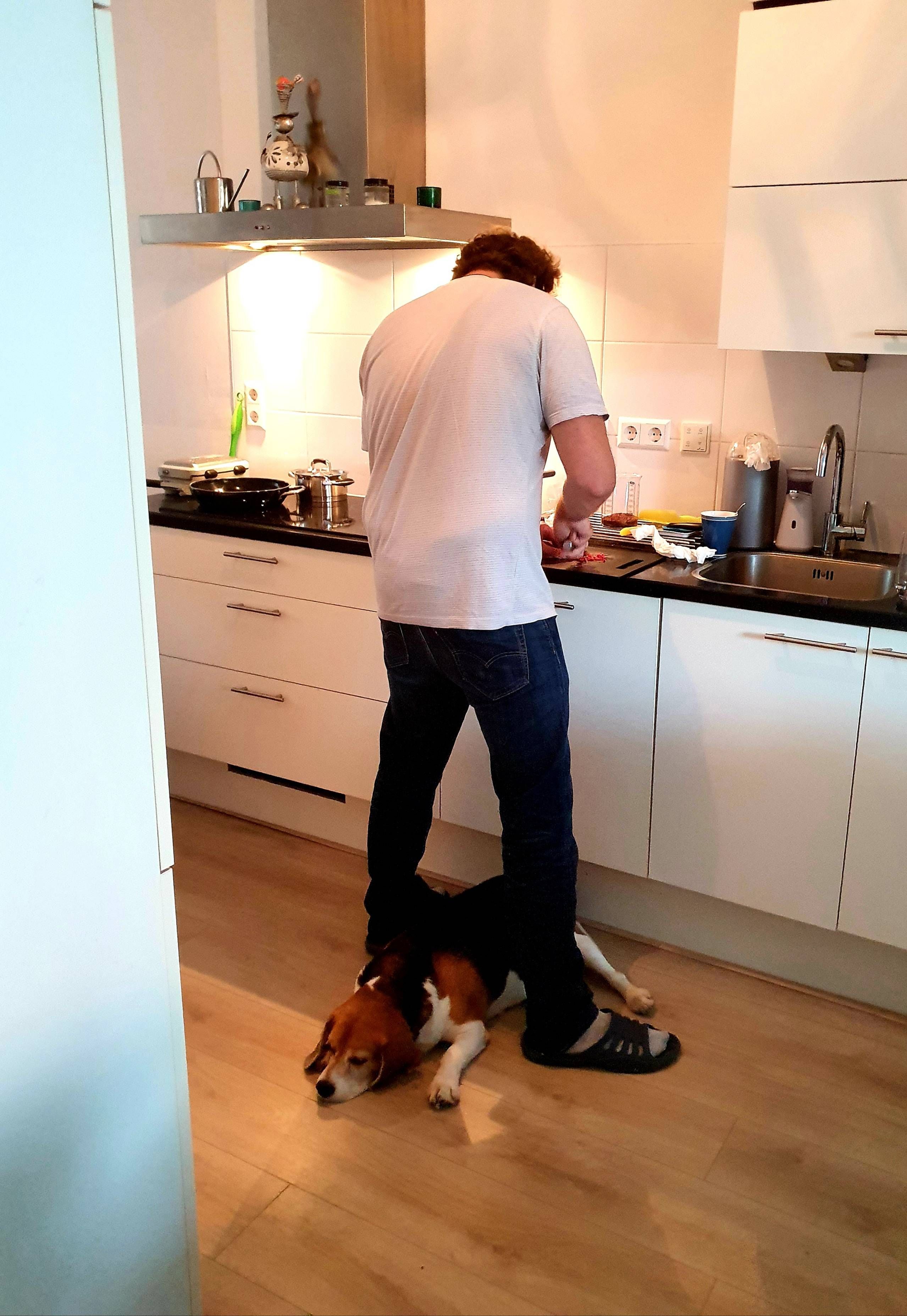 Who can relate? 'Cooking with a dog'