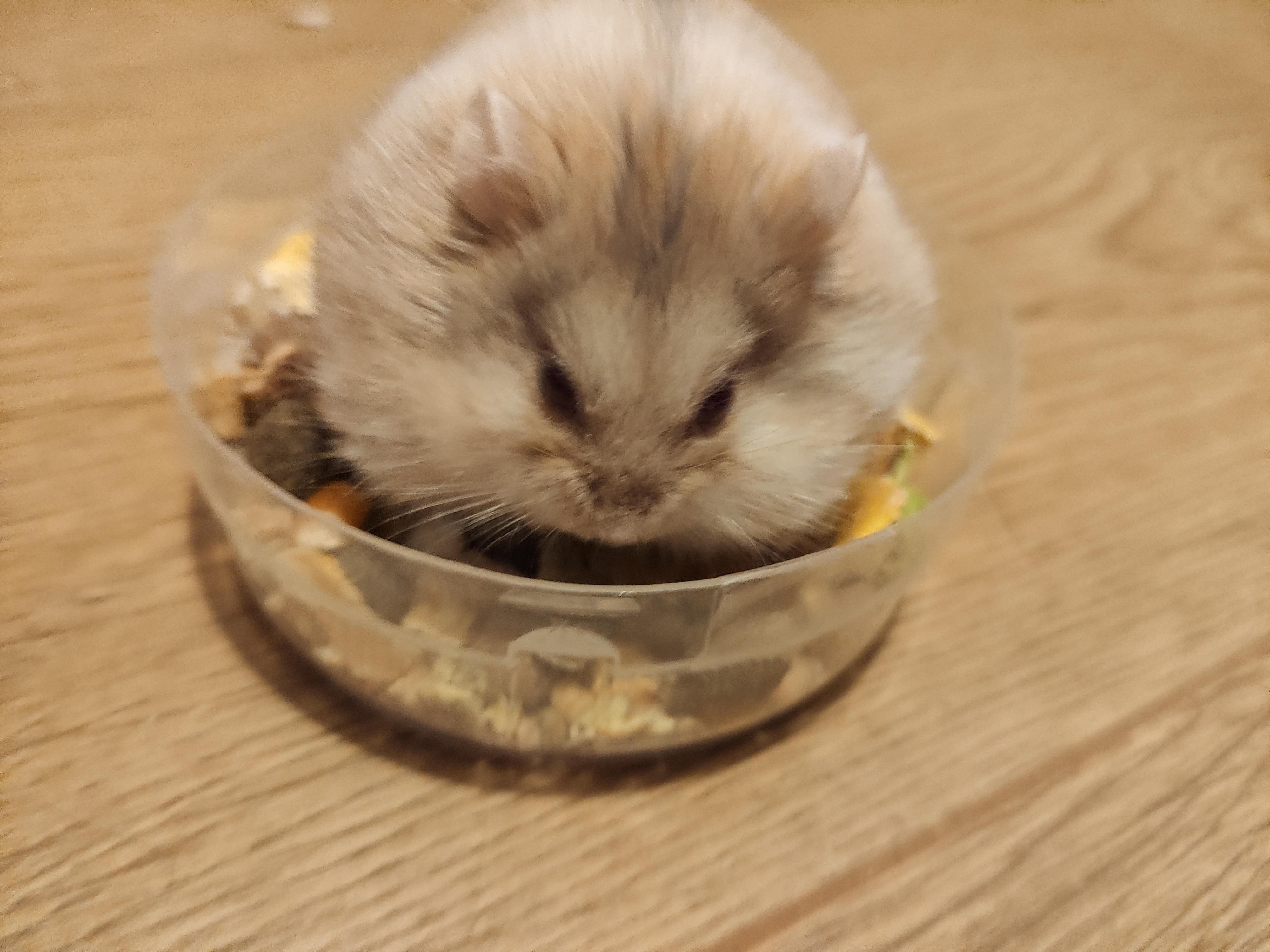 We adopted two obese rescue hamsters today. They've been informed they will be starting a diet and now one has turned into an angry meatball