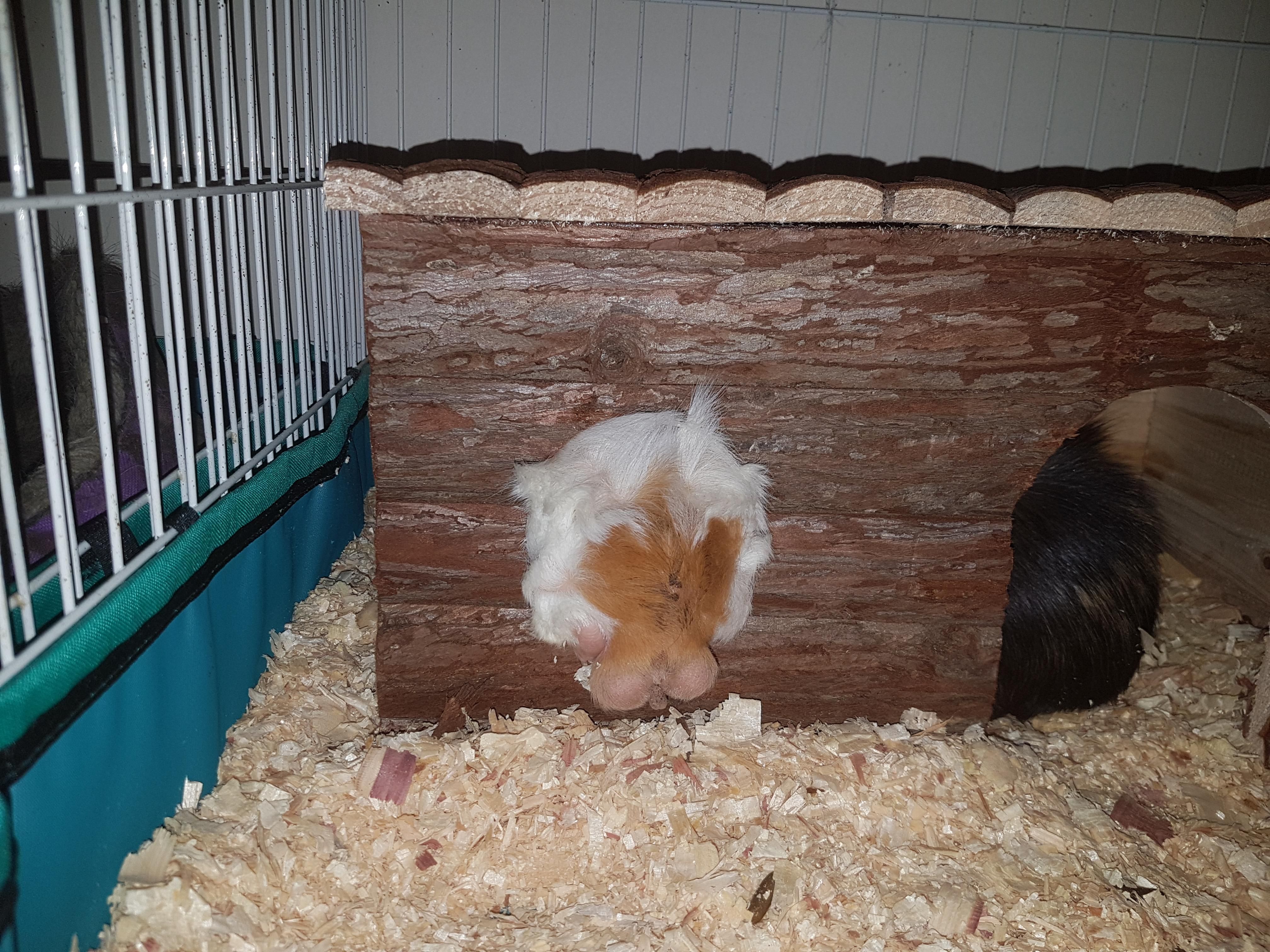 Ballsy Guinea pig tries to squeeze through the window of his little ...