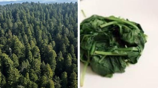 how much spinach I start cooking with vs how much I end up with