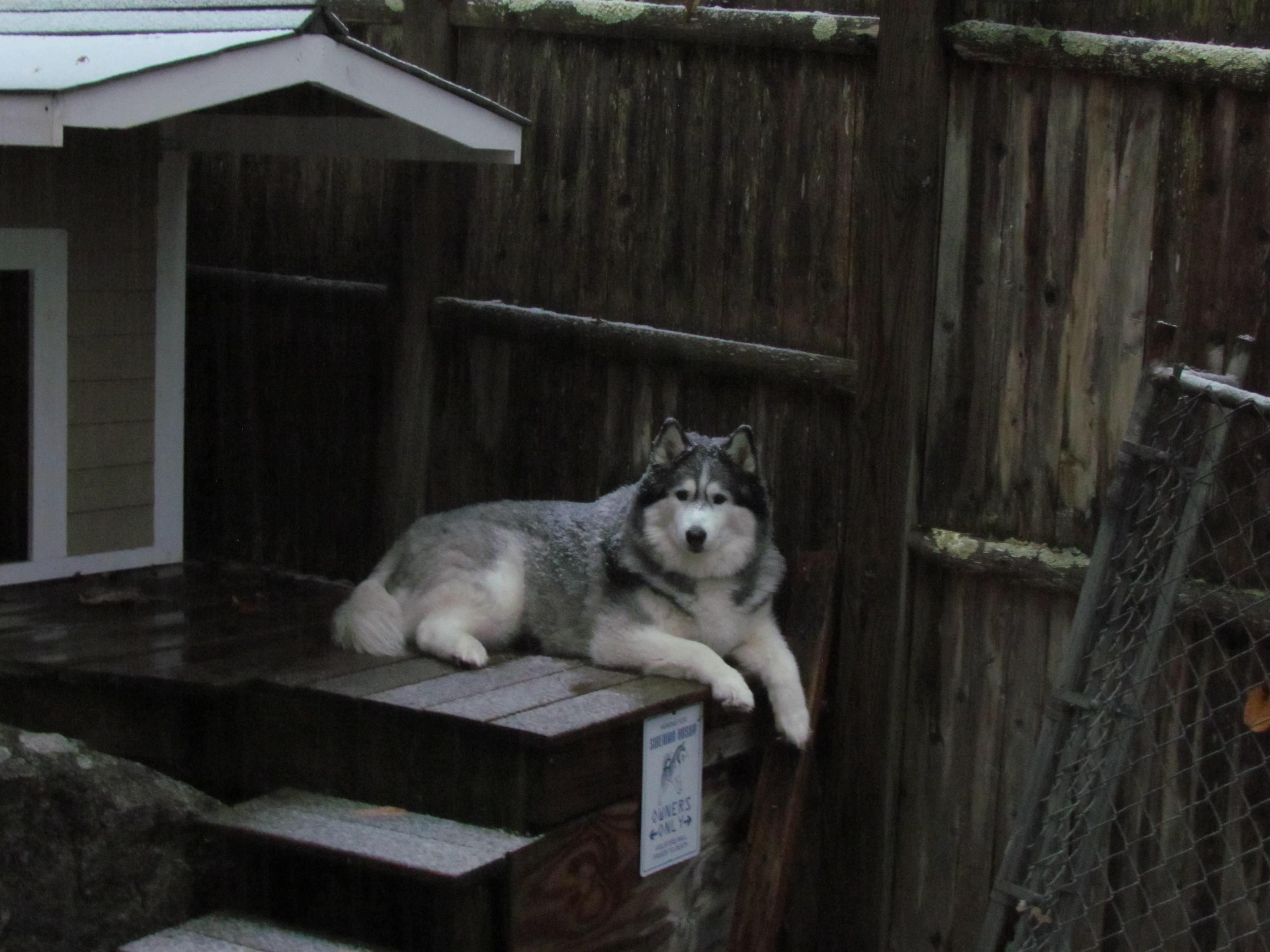 I thought a dog house with a snow roof was a great idea.