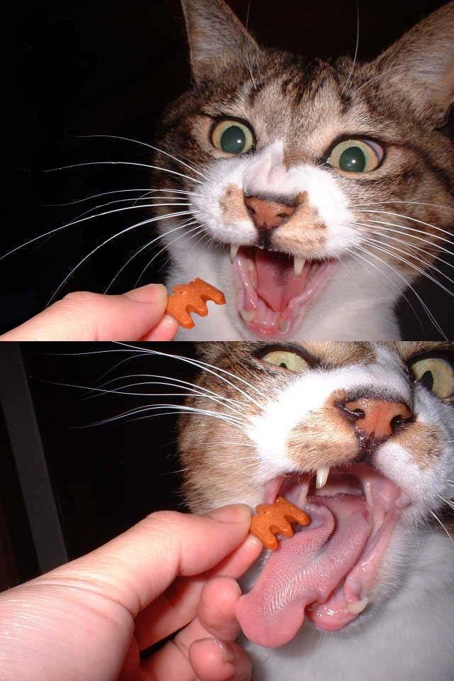 Nom, Nom, Nom, i iz Satan