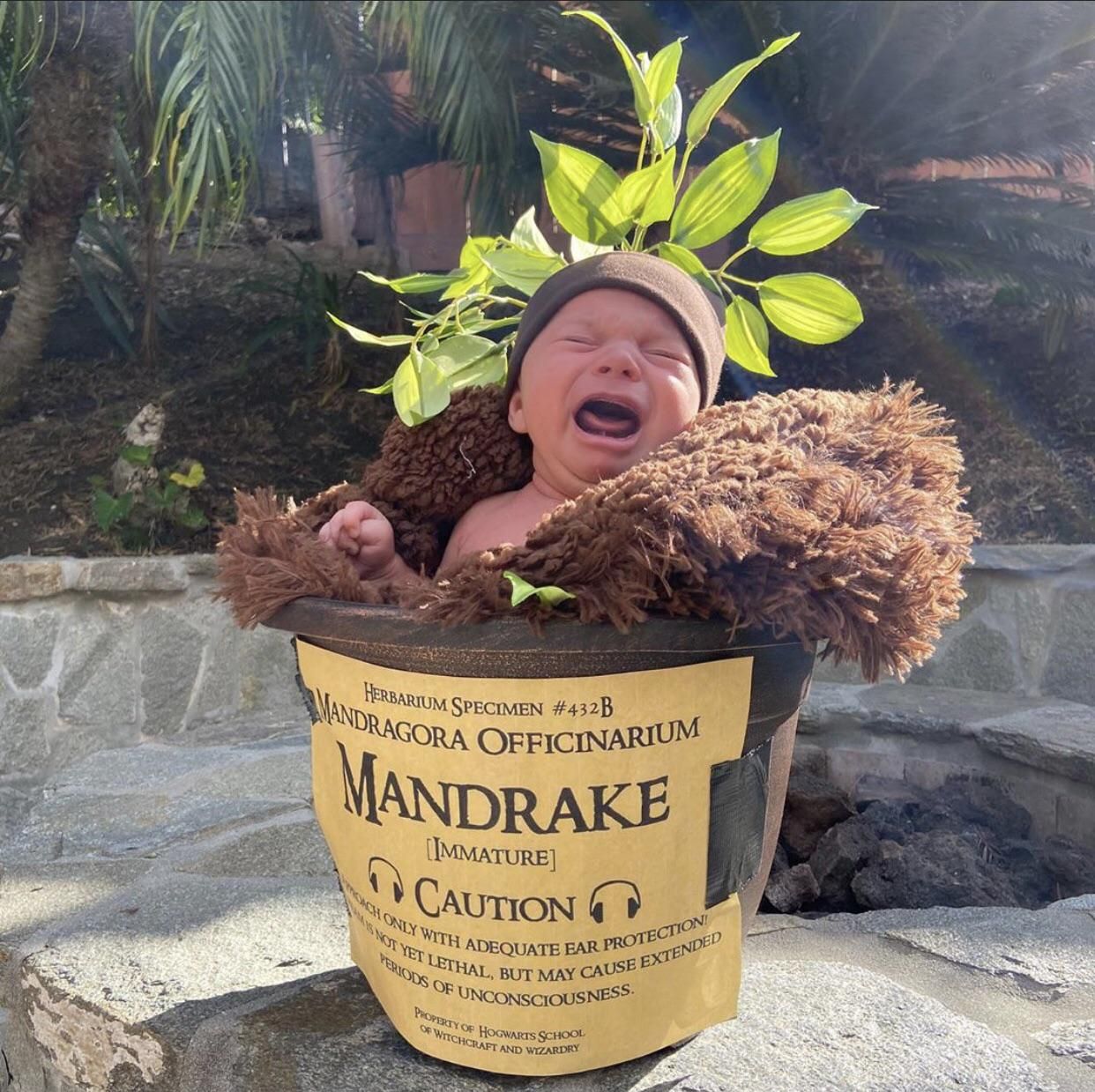 We always joked that our little guy looked like a Mandrake Root when he cried. Therefore, we dressed him up as one for his first Halloween!