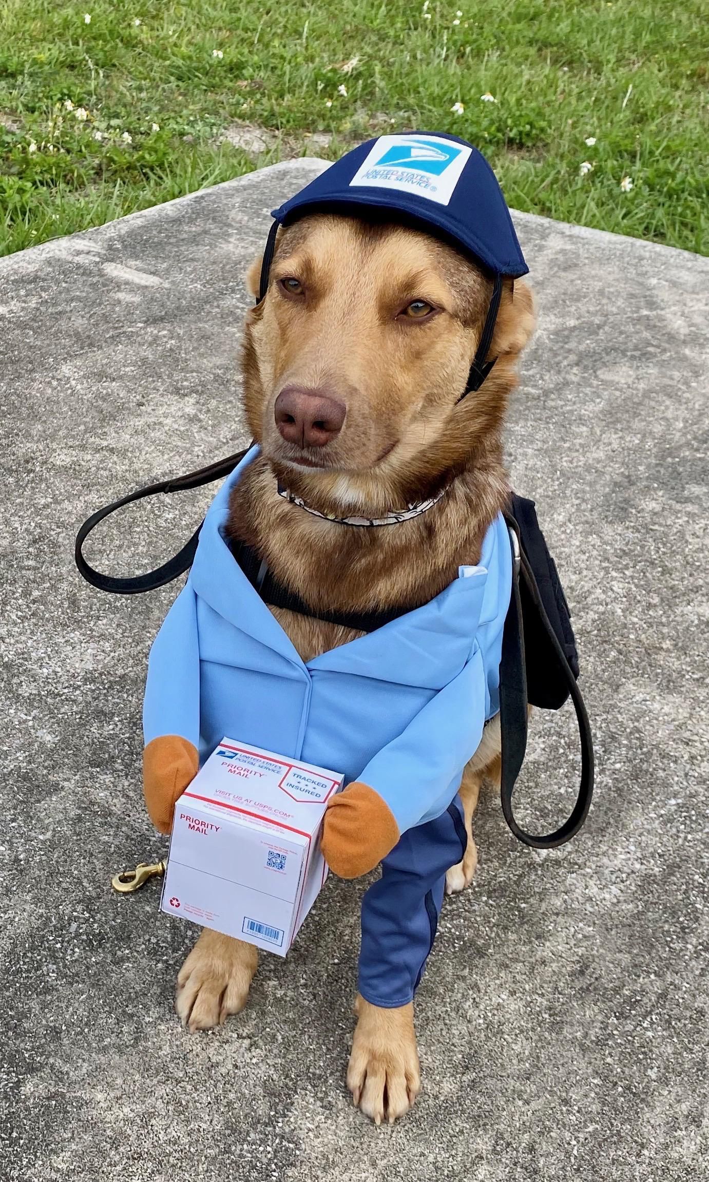 My friend works for the USPS. This is her service dog and best friend, Herschel the Postal Pup. He takes his job very seriously!